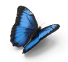 butterfly1.png