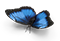 butterfly2.png