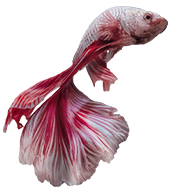fish2.png