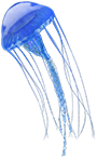 jellyfish-blue.png