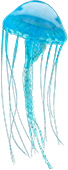 jellyfish-skyblue.png