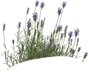 lavender.png