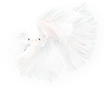 white-fish.png